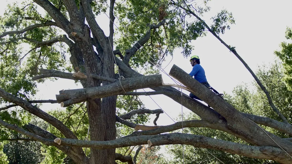 Professional Crown Thinning performed by certified arborists in Sutton
