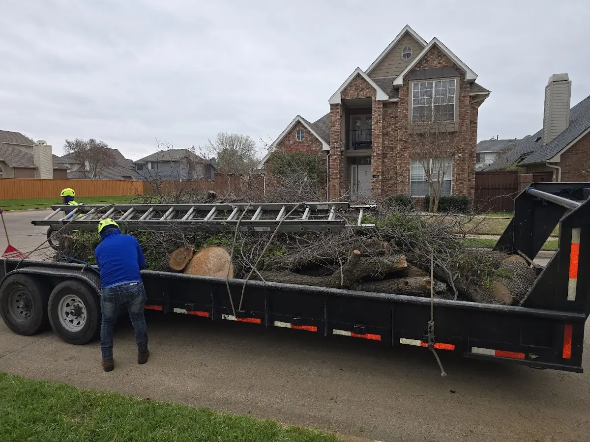 Expert Tree Pest Control with proper safety equipment in Sutton